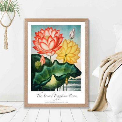 Artze Wall Art Vintage Floral Exhibition Egyptian Bean Flower Framed Print Size: A2 With Oak Frame from B&Q