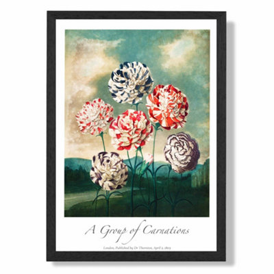 Artze Wall Art Vintage Floral Exhibition Carnation Flowers Art Print With Black Frame Size: A4 from B&Q