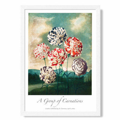 Artze Wall Art Vintage Floral Exhibition Carnation Flowers Art Print With White Frame Size: A4 from B&Q