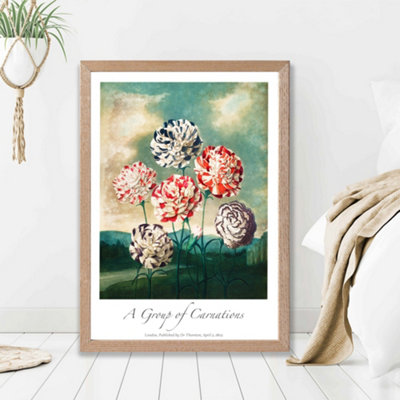 Artze Wall Art Vintage Floral Exhibition Carnation Flowers Framed Print Size: A2 With Oak Frame from B&Q