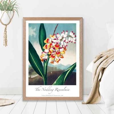 Artze Wall Art Vintage Floral Exhibition Renealmia Flower Framed Print Size: A2 With Oak Frame from B&Q