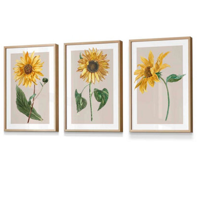 Artze Wall Art Vintage Sunflowers On Beige Set Of 3 Wall Art Prints With Oak Frame. Size: A4 from B&Q