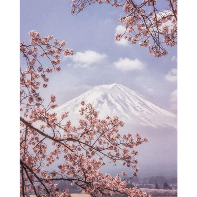 Makiko Samejima Mount Fuji Cherry Blossom Canvas Print Pink/white (50Cm X 40Cm) from B&Q