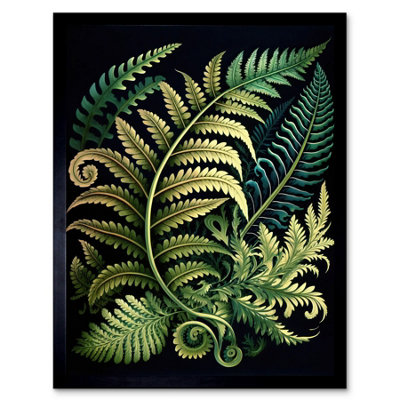 Artery8 Ernst Haeckel Style Fern Fronds Leaf 12X16" Framed Wall Art Print