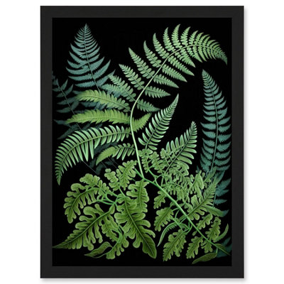 Artery8 Fern Fronds Ernst Haeckel Style Dark Illustration Wall Art PrintA4 Size