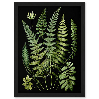 Artery8 Fern Fronds Detailed Leaves Botanical Illustration Wall Art PrintA4 Size from B&Q