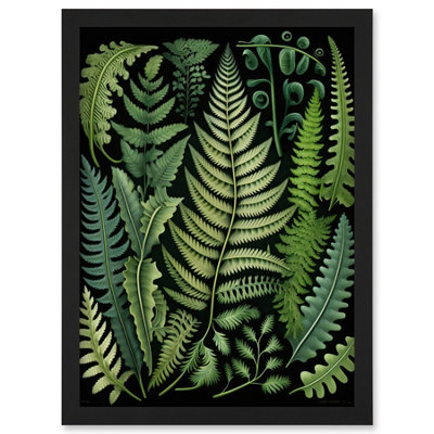 Artery8 Ernst Haeckel Style Fern Fronds Leaf Illustration Wall Art PrintA4 Size