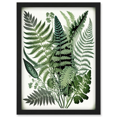 B&Q -  Haeckel Style Fern Fronds Watercolour Illustration Wall Art PrintA4 Size