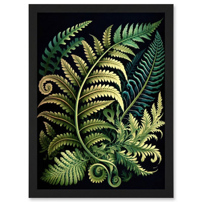 Artery8 Ernst Haeckel Style Fern Fronds Leaf Illustration Wall Art PrintA4 Size