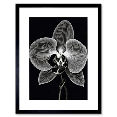 Artery8 Wall Art Print Orchid Flower Bloom Black And White Blind Contour Artwork Framed 9X7 Inch from B&Q