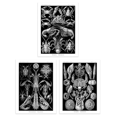 Artery8 Wall Art Print Set Of 3 Ernst Haeckel Black White Vintage S Ocean Sea Marine Shrimp Crab Lobster Claw from B&Q