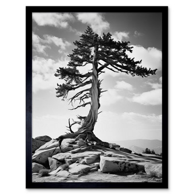 Artery8 Framed Wall Art Weathered Jeffrey Pine Standing On A Rocky Hill Black And White Photograph Lone Tree12X16 Inch from B&Q
