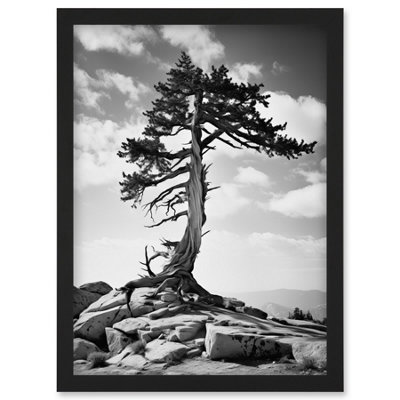 Artery8 Weathered Jeffrey Pine Standing On A Rocky Hill Black And White Photograph Lone Tree Wall Art PrintA4 Size