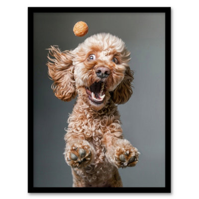 Artery8 Framed Wall Art Funny Cockapoo Dog Lover Treat Catch Photo Poster12X16 Inch from B&Q