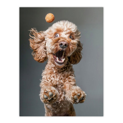Artery8 Unframed Wall Art Funny Cockapoo Dog Lover Treat Catch Photo12X16 Inch from B&Q