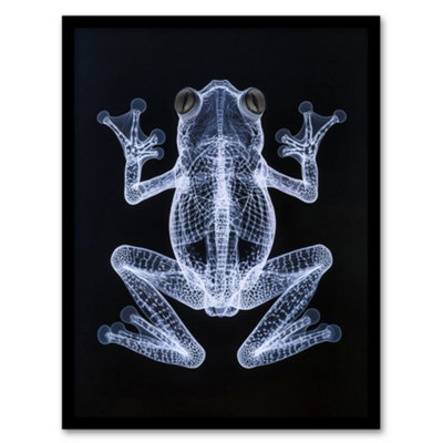 Artery8 Framed Wall Art Frog Detailed Dark Luminescent Xray Effect Print12X16 Inch from B&Q
