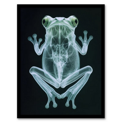Artery8 Frog Teal Green Dark Luminescent Xray Effect Wall Art PrintA4 Size from B&Q