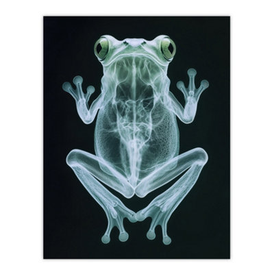 Artery8 Unframed Wall Art Frog Teal Green Dark Luminescent Xray Effect12X16 Inch from B&Q