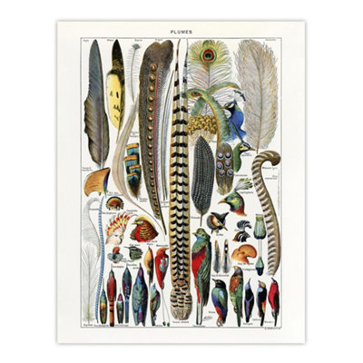 B&Q -  Plumes Exotic Bird Feathers Millot Vintage Wall Art Poster Print 12X16"