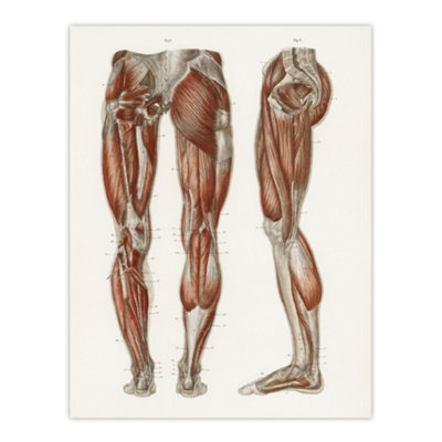 Artery8 Leg And Feet Muscle Anatomy Bock Vintage Wall Art Poster Print 12X16" from B&Q