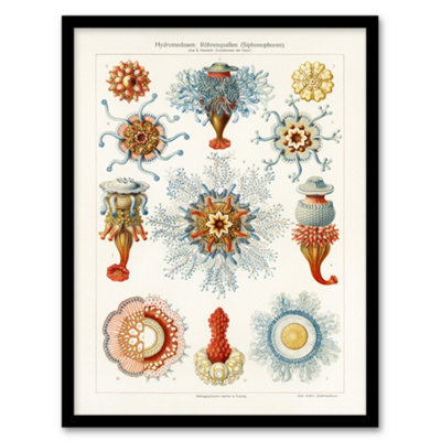 Artery8 Marine Jellyfish In Sea Colourful Haeckel Vintage Framed Wall Art Print 12X16" from B&Q