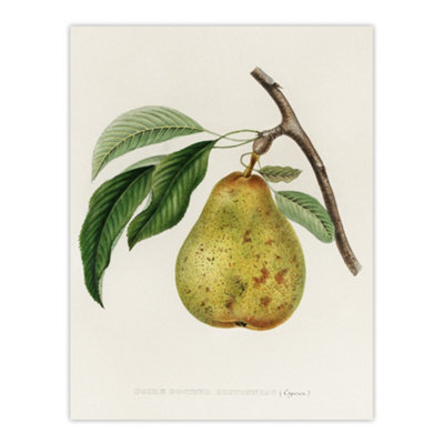 Artery8 Illustration Of A Pear Jacob Sturm Vintage Wall Art Poster Print 12X16" from B&Q
