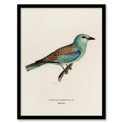 Artery8 European Roller Bird Von Wright Vintage Framed Wall Art Print 12X16" from B&Q
