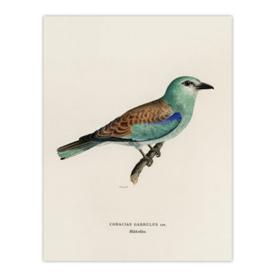Artery8 European Roller Bird Von Wright Vintage Wall Art Poster Print 12X16" from B&Q