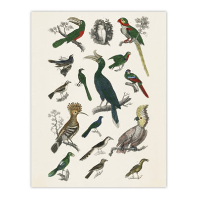 Artery8 Various Birds Illustration Goldsmith Vintage Wall Art Poster Print 12X16" from B&Q
