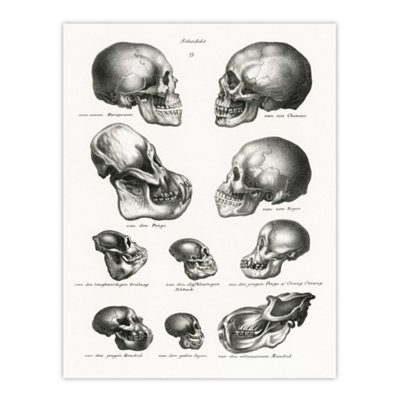 Artery8 Human Monkey And Ape Skulls Visser Vintage Wall Art Poster Print 12X16" from B&Q