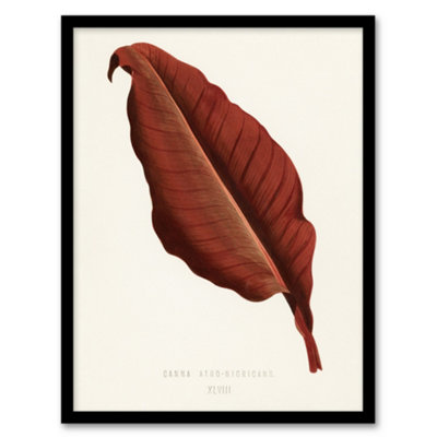 Artery8 Canna Botany Red Leaf Shirley Hibberd Vintage Framed Wall Art Print 12X16" from B&Q