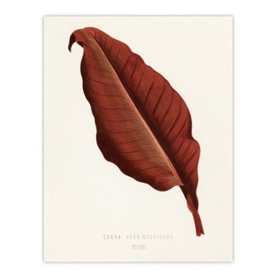 Artery8 Canna Botany Red Leaf Shirley Hibberd Vintage Wall Art Poster Print 12X16"