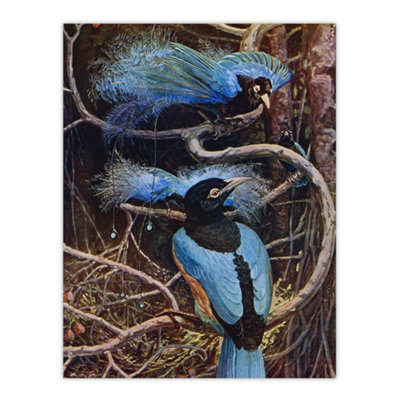 B&Q -  Blue Bird Of Paradise Sir Henry Johnston Vintage Wall Art Poster Print 12X16"