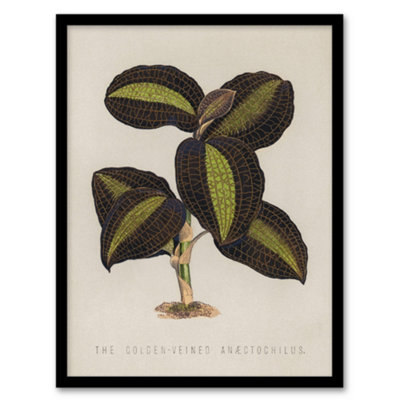Artery8 Golden Veined Jewel Orchid Vintage Botanical Framed Wall Art Print 12X16" from B&Q