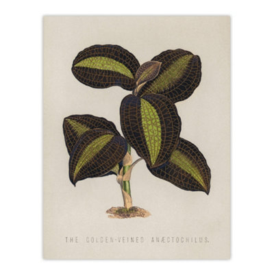 Artery8 Golden Veined Jewel Orchid Vintage Botanical Wall Art Poster Print 12X16" from B&Q