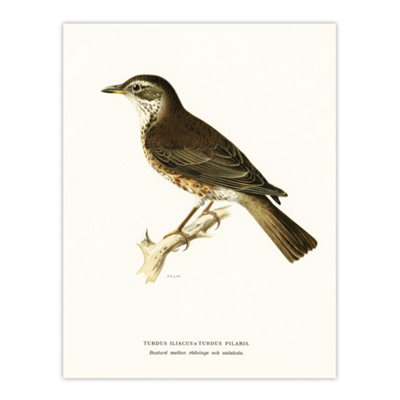 Artery8 Redwing Bird Turdus Iliacus Von Wright Vintage Wall Art Poster Print 12X16" from B&Q