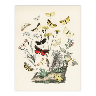 B&Q -  Small Butterflies Caterpillars Kirby Vintage Wall Art Poster Print 12X16"
