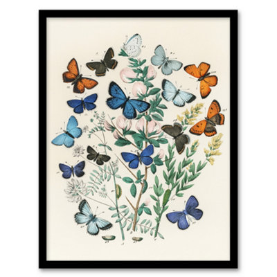 B&Q -  Blue And Orange Butterflies Kirby Vintage Framed Wall Art Print 12X16"