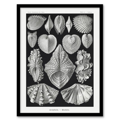 B&Q -  Mollusks Clams Oysters Haeckel Botanical Framed Wall Art Print 12X16"