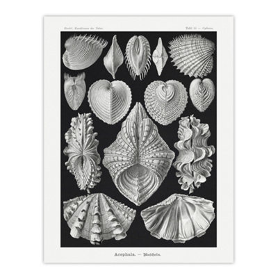 B&Q -  Mollusks Clams Oysters Haeckel Botanical Wall Art Poster Print 12X16"