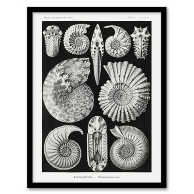 B&Q -  Ammonite Fossil Cephalopods Haeckel Botanical Framed Wall Art Print 12X16"