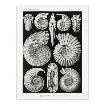 B&Q -  Ammonite Fossil Cephalopods Haeckel Botanical Wall Art Poster Print 12X16"