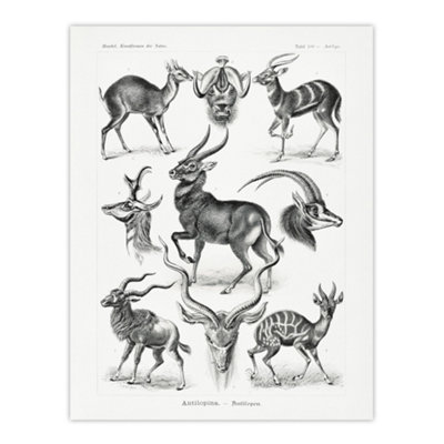 Artery8 Antelope Savanna Africa Haeckel Botanical Wall Art Poster Print 12X16" from B&Q