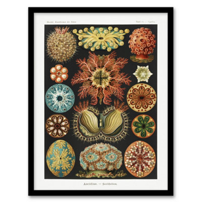 B&Q -  Ascidiae Colourful Marine Life Haeckel Botanical Framed Wall Art Print 12X16"