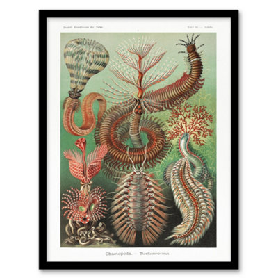 Artery8 Chaetopoda Marine Worms Haeckel Botanical Framed Wall Art Print 12X16" from B&Q