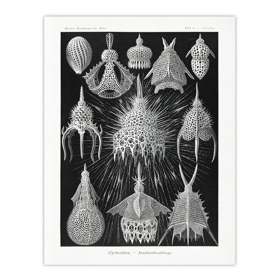 Artery8 Marine Microorganisms Haeckel Botanical Wall Art Poster Print 12X16" from B&Q