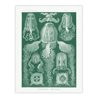 Artery8 Cubomedusae Jellyfish Species Haeckel Botanical Wall Art Poster Print 12X16" from B&Q