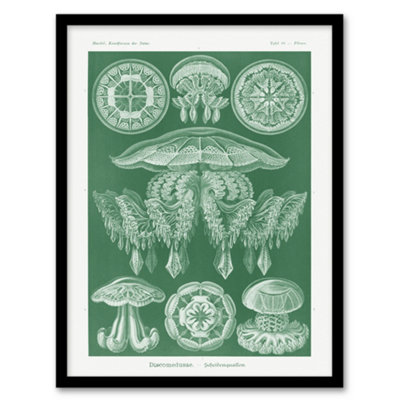 Artery8 Discomedusae Jellyfish Species Haeckel Botanical Framed Wall Art Print 12X16" from B&Q