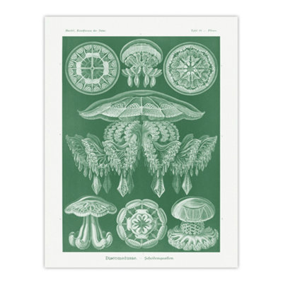Artery8 Discomedusae Jellyfish Species Haeckel Botanical Wall Art Poster Print 12X16" from B&Q