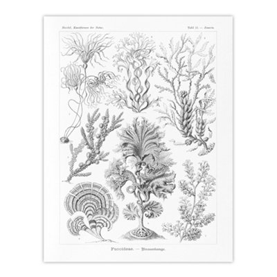 Artery8 Algae Seaweed Species Haeckel Botanical Wall Art Poster Print 12X16" from B&Q
